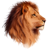 Carnivore Talk